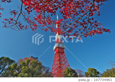 秋の芝公園 東京タワーと真っ赤な紅葉青空に映える 秋の芝公園 東京タワーと真っ赤な紅葉青空に映える 107734961
