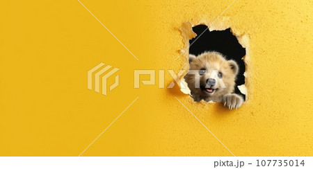 Cute Bear peekging out of a hole in wall, torn hole, empty copy space frame, mockup. Generative AI weber. Cute Bear peekging out of a hole in wall, torn hole, empty copy space frame, mockup. Generative AI weber. 107735014