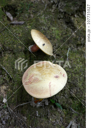 キノコ 107735027