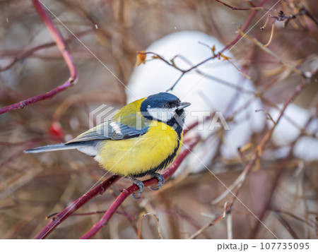 Cute bird Great tit, songbird sitting on a branch without leaves in the autumn or winter. Cute bird Great tit, songbird sitting on a branch without leaves in the autumn or winter. 107735095