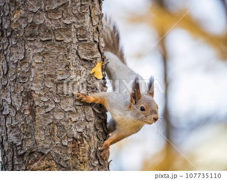 Portrait of a squirrel on a tree trunk 107735110