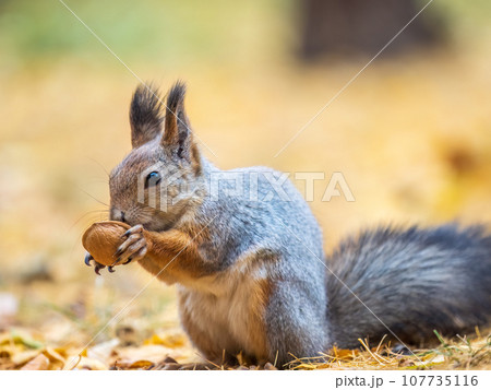 Autumn squirrel with nut sits on green grass with fallen yellow leaves Autumn squirrel with nut sits on green grass with fallen yellow leaves 107735116