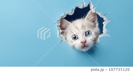 Cute Kitty peeking out of a hole in wall, torn hole, empty copy space frame, mockup. Generative AI weber. Cute Kitty peeking out of a hole in wall, torn hole, empty copy space frame, mockup. Generative AI weber. 107735120