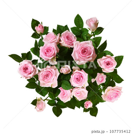 Bush of pink rose flowers with green leaves isolated on white background.  Top view. 107735412