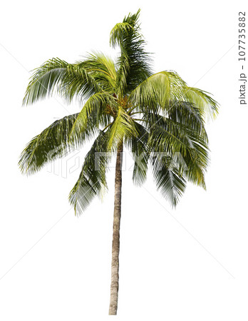 coconut palm tree isolated on white background 107735882
