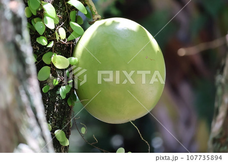 樹に薄黄緑色の大きな実がなっている風景 樹に薄黄緑色の大きな実がなっている風景 107735894