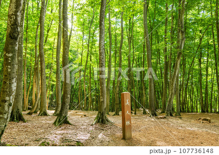 新潟県十日町市　緑が美しい夏の美人林　 107736148