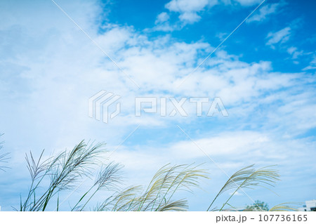ススキと空 ススキと空 107736165