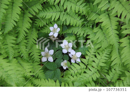 シダ植物 107736351