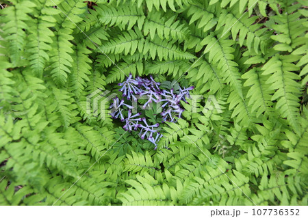 シダ植物 シダ植物 107736352