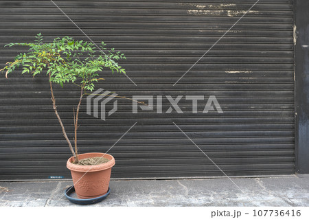 黒いシャッターと植木鉢 107736416
