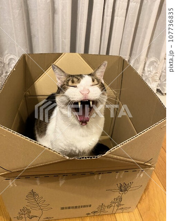 箱の中で欠伸してるねこ 箱の中で欠伸してるねこ 107736835