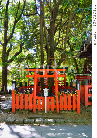 京都 下鴨神社   連理の賢木 107737131