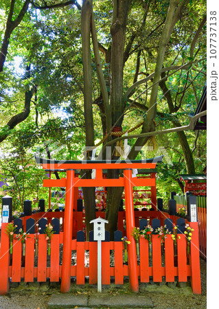 京都 下鴨神社   連理の賢木 107737138
