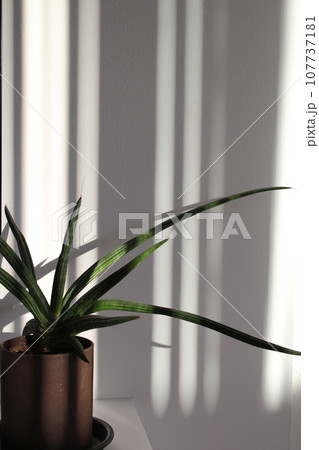 光と影の植物 光と影の植物 107737181