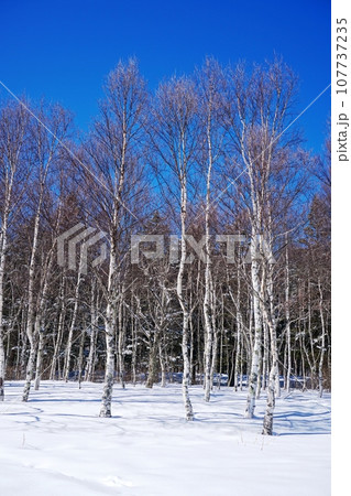 快晴の青空を背景にした冬の白樺林と雪原の風景_ver1 107737235
