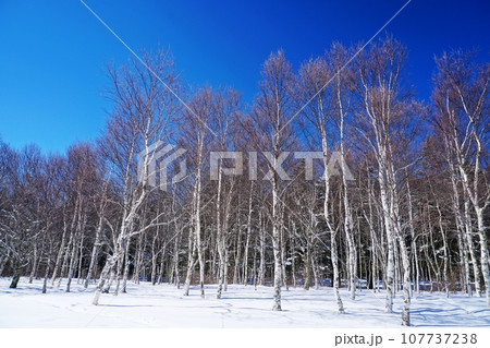 快晴の青空を背景にした冬の白樺林と雪原の風景_ver3 快晴の青空を背景にした冬の白樺林と雪原の風景_ver3 107737238