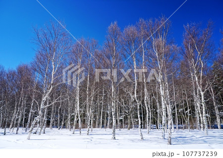 快晴の青空を背景にした冬の白樺林と雪原の風景_Ver4 107737239