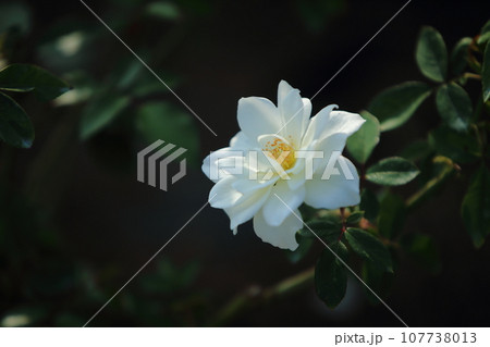 荒尾市　おもやい市民花壇　バラの花、 107738013