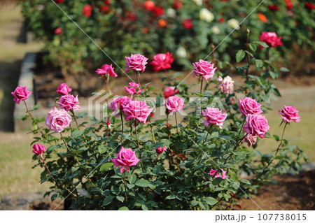 荒尾市 おもやい市民花壇 バラの花、 荒尾市 おもやい市民花壇 バラの花、 107738015