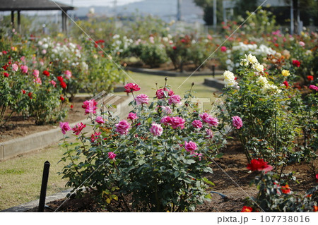 荒尾市 おもやい市民花壇 バラの花、 荒尾市 おもやい市民花壇 バラの花、 107738016