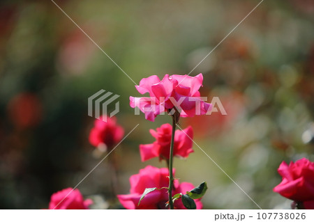 荒尾市 おもやい市民花壇 バラの花、 荒尾市 おもやい市民花壇 バラの花、 107738026