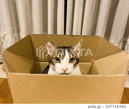 箱の中から見てる猫 箱の中から見てる猫 107738380