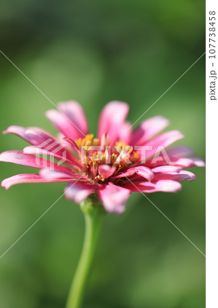 ジニア　0316 107738458