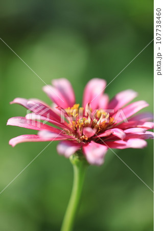 ジニア　0318 107738460