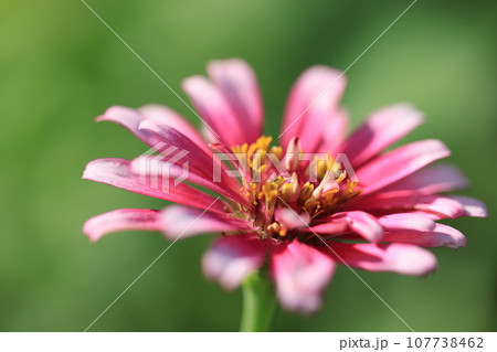 ジニア 0320 ジニア 0320 107738462