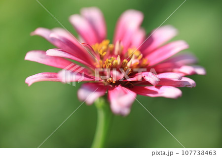 ジニア　0321 107738463