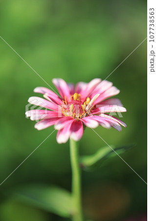 ジニア　0330 107738563