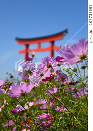 小泉稲荷神社大鳥居とコスモス 小泉稲荷神社大鳥居とコスモス 107738693