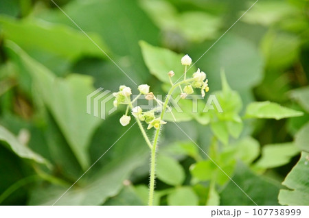 アレチウリの.雄花序 107738999