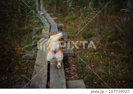 Portrait of welsh corgi pembroke puppy walking on the bog 107739027