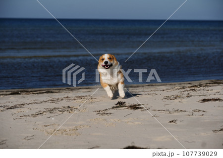 Portrait of welsh corgi pembroke puppy running on the beach 107739029