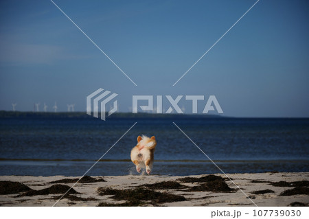Portrait of welsh corgi pembroke puppy running on the beach Portrait of welsh corgi pembroke puppy running on the beach 107739030