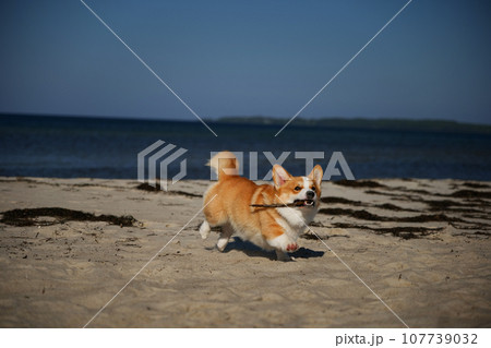 Portrait of welsh corgi pembroke puppy running with branch on the beach 107739032