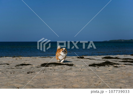 Portrait of welsh corgi pembroke puppy running with branch on the beach 107739033