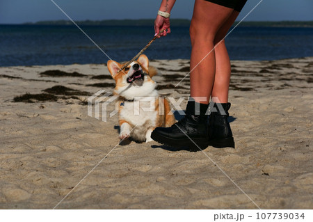 Portrait of welsh corgi pembroke puppy playing with branch on the beach Portrait of welsh corgi pembroke puppy playing with branch on the beach 107739034