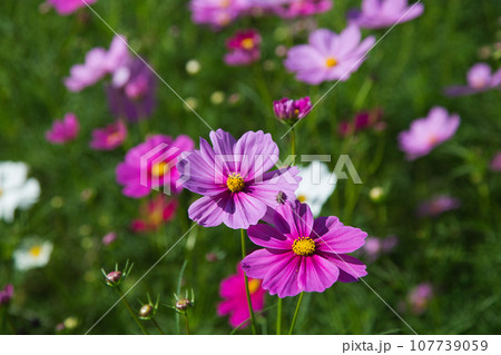 青空に映えるコスモス 107739059