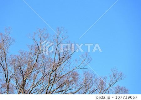 冬 桜の木 冬 桜の木 107739067