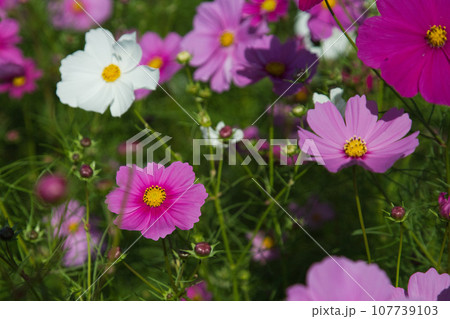 青空に映えるコスモス 107739103