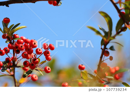 ピラカンサの赤い果実 107739234