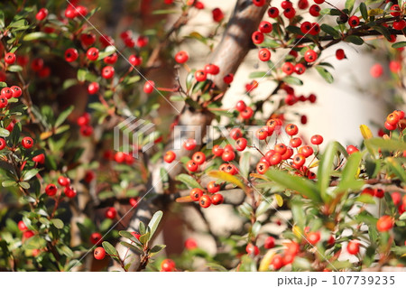 ピラカンサの赤い果実 107739235