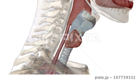 The thyroid gland is an endocrine structure located in the neck. The thyroid gland is an endocrine structure located in the neck. 107739332