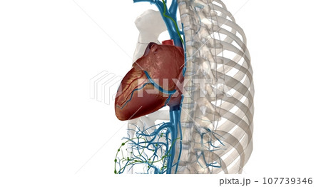The function of the thoracic duct is to transport lymph back into the circulatory system. The function of the thoracic duct is to transport lymph back into the circulatory system. 107739346