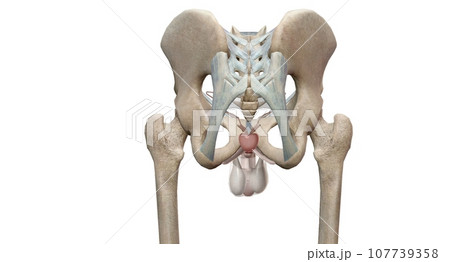 The male reproductive system is mostly located outside of the body. 107739358