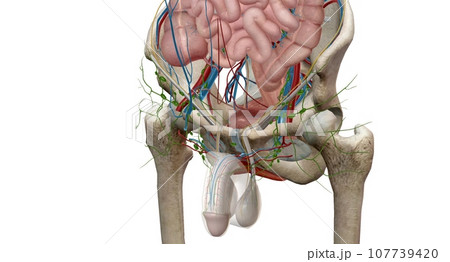 The pelvic region of the trunk is the lower p of the trunk, betw The pelvic region of the trunk is the lower p of the trunk, betw 107739420