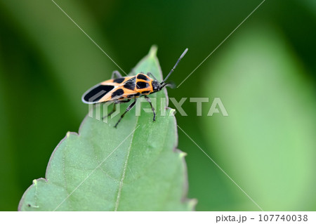 ヒメジュウジナガカメムシ ヒメジュウジナガカメムシ 107740038